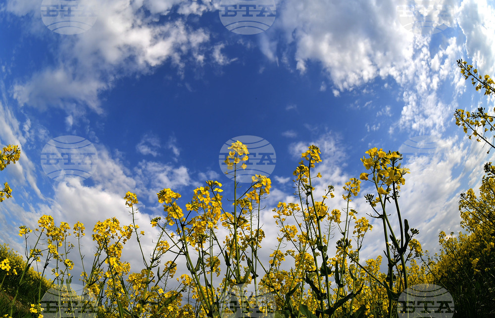 Село Лудогорци - рапица