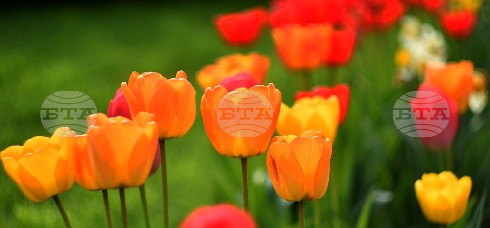 Село Голям Поровец - пролетни цветя