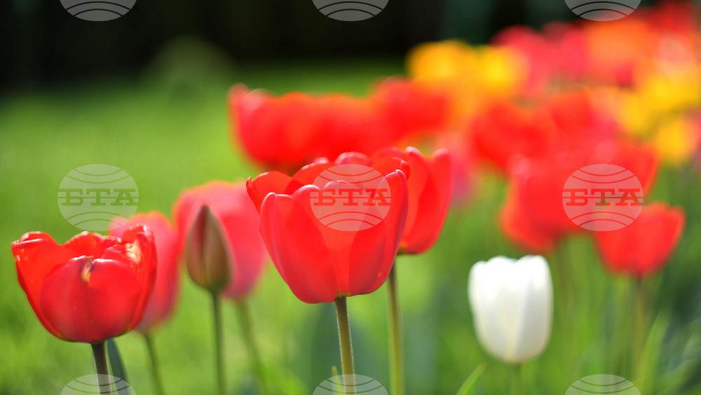 Село Голям Поровец - пролетни цветя