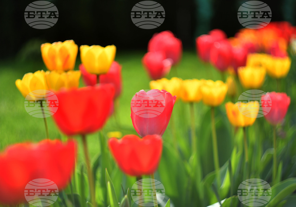 Село Голям Поровец - пролетни цветя