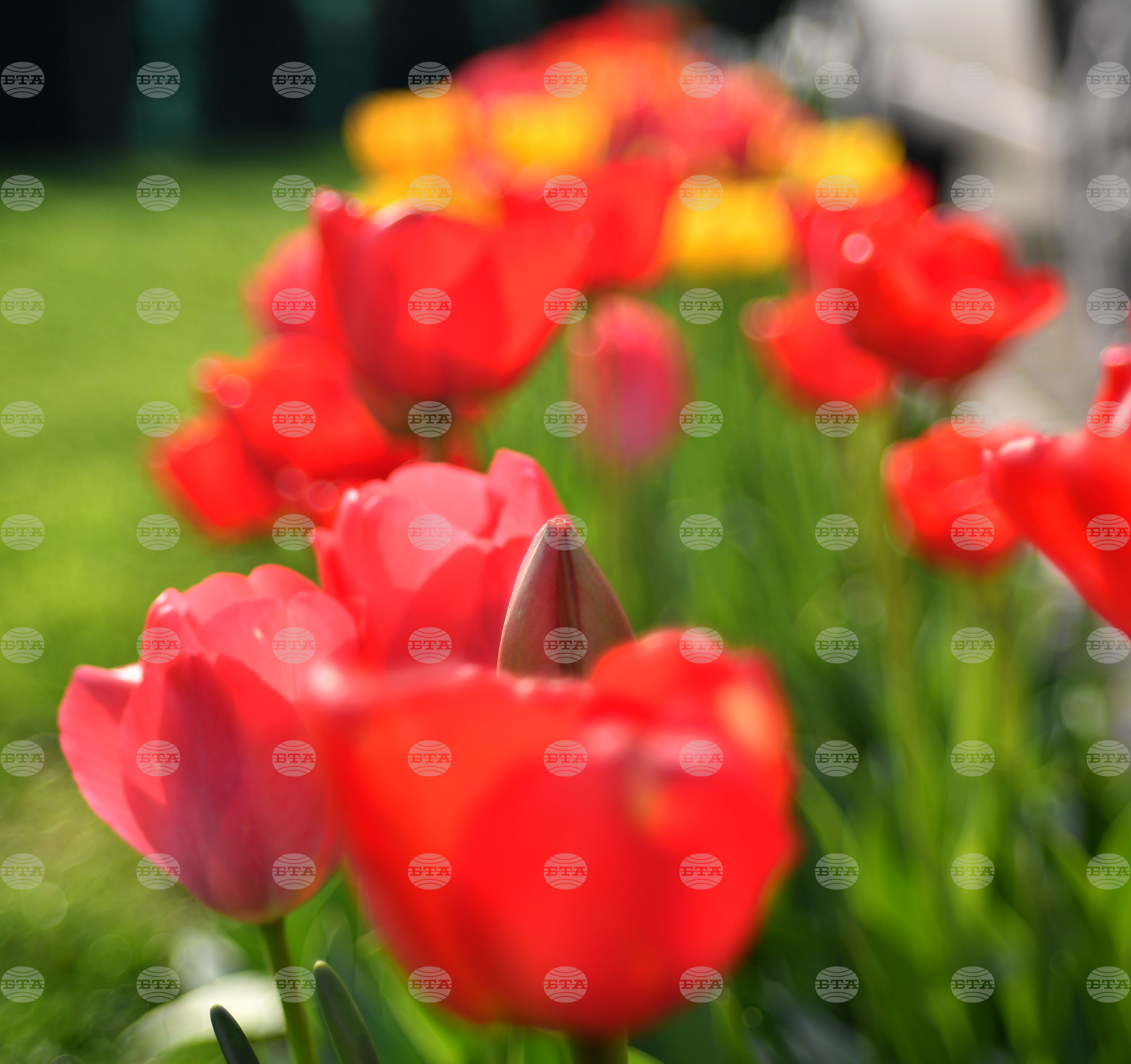Село Голям Поровец - пролетни цветя