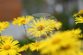 Село Голям Поровец - пролетни цветя