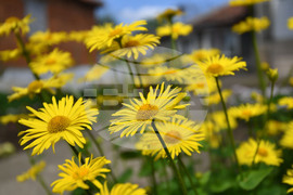 Село Голям Поровец - пролетни цветя