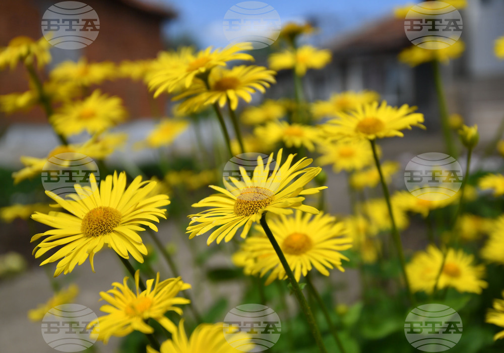 Село Голям Поровец - пролетни цветя