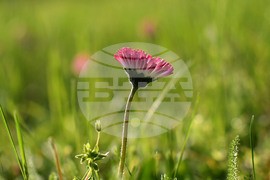 Село Голям Поровец - пролетни цветя