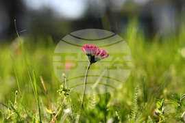 Село Голям Поровец - пролетни цветя