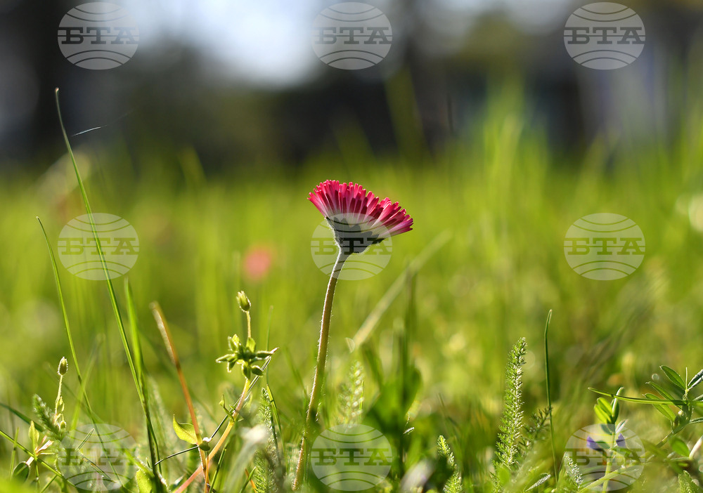Село Голям Поровец - пролетни цветя
