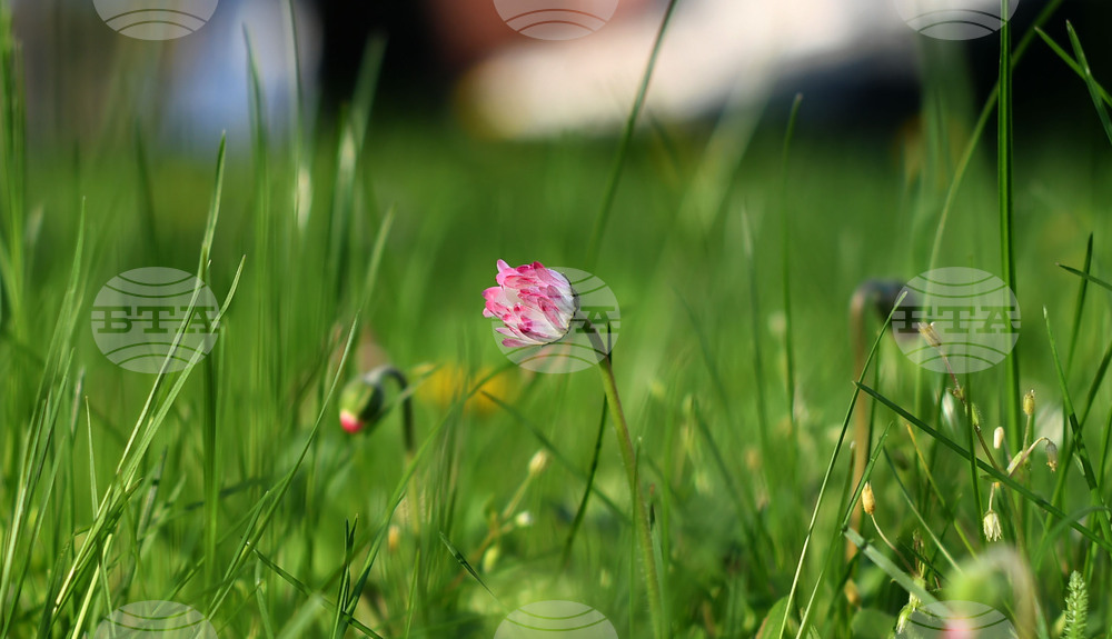 Село Голям Поровец - пролетни цветя