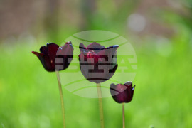 Село Голям Поровец - пролетни цветя