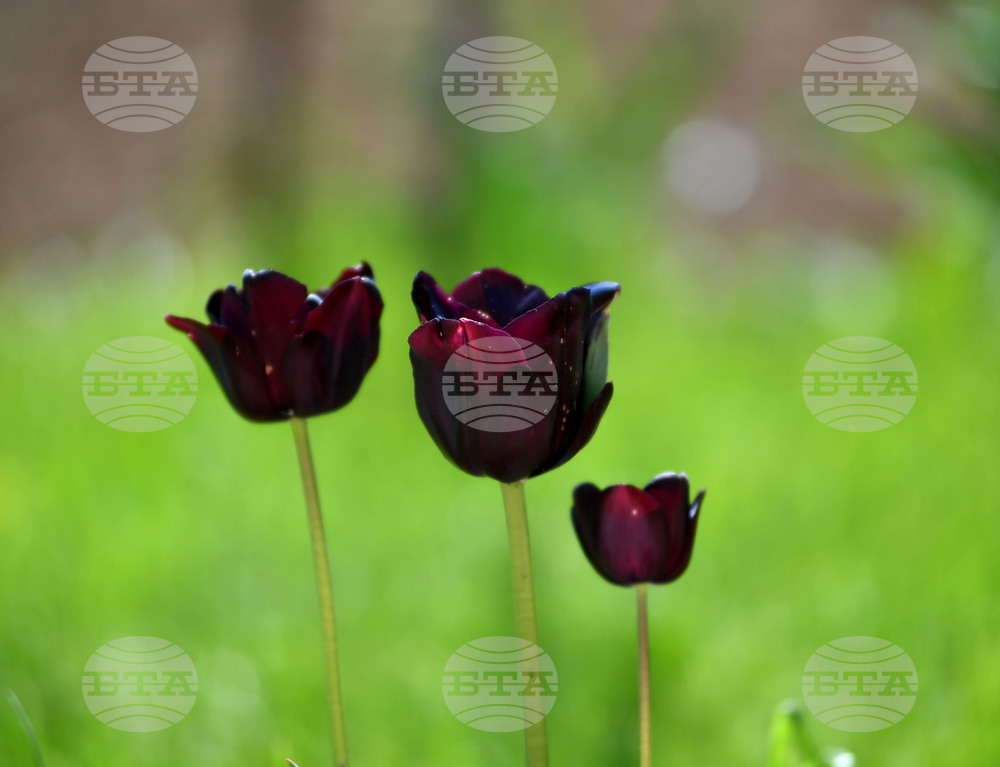 Село Голям Поровец - пролетни цветя