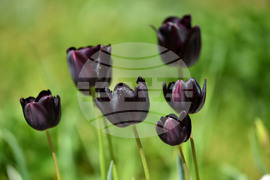 Село Голям Поровец - пролетни цветя