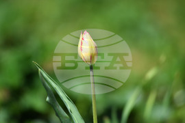 Село Голям Поровец - пролетни цветя