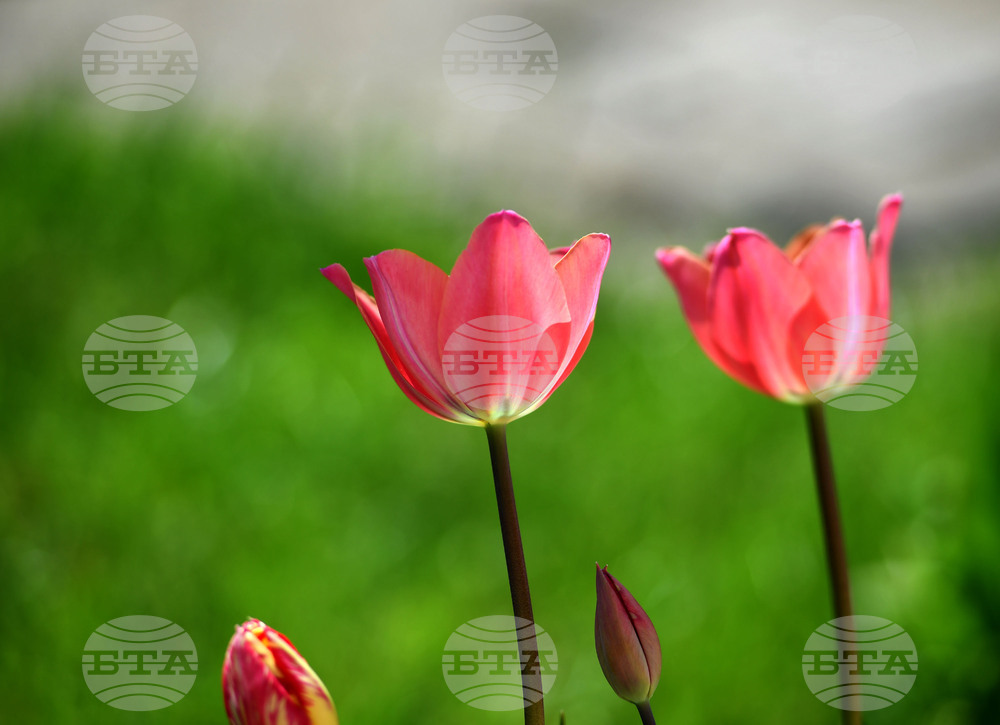 Село Голям Поровец - пролетни цветя