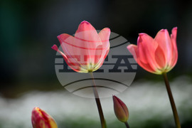 Село Голям Поровец - пролетни цветя