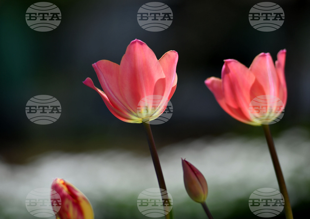 Село Голям Поровец - пролетни цветя