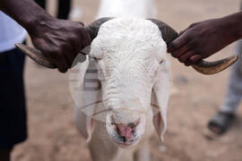 Senegal Eid al-Adha