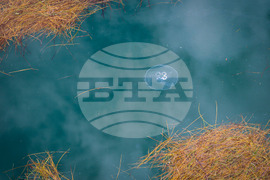 Бургас - Черно море - медузи