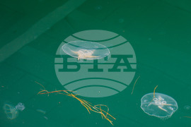 Бургас - Черно море - медузи