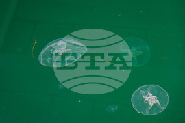 Бургас - Черно море - медузи