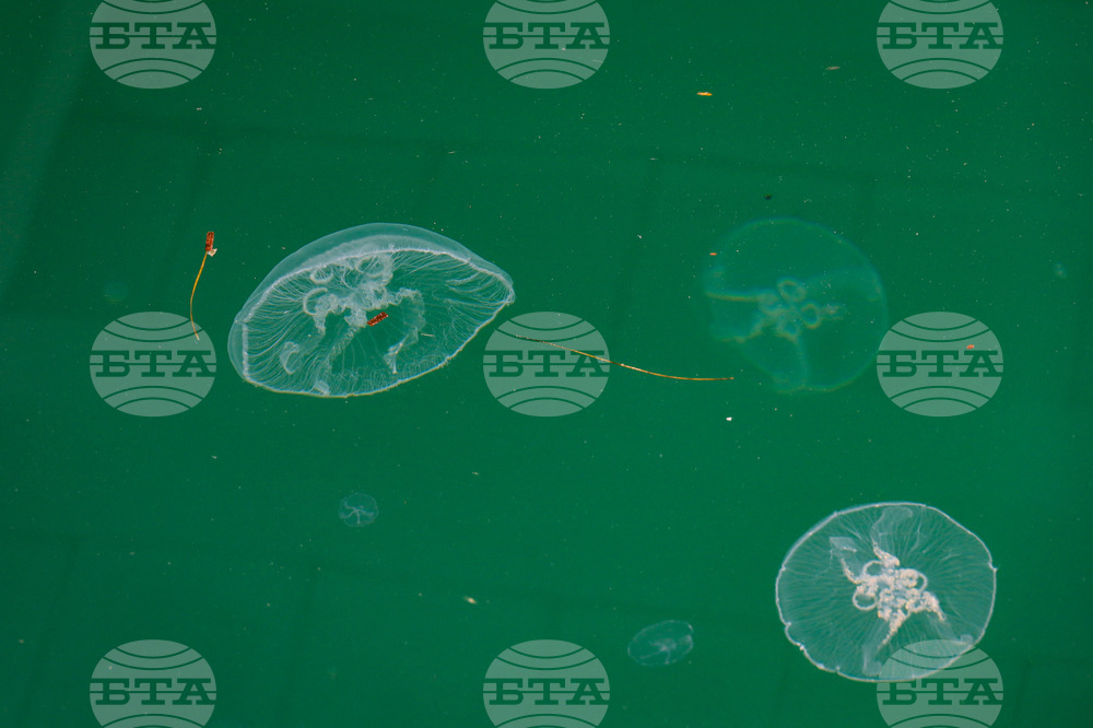 Риболовът в Мраморно море става все по-труден заради морската слуз и огромния брой медузи, предупреждават турски рибари 