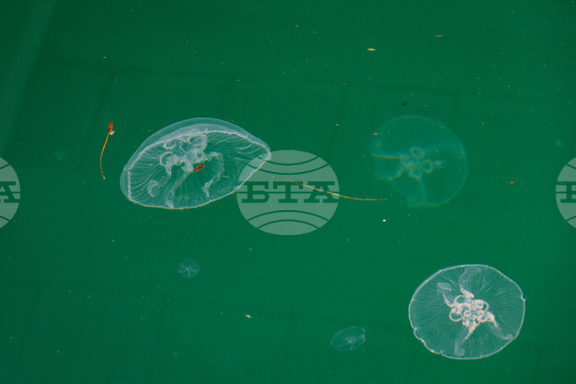 Риболовът в Мраморно море става все по-труден заради морската слуз и огромния брой медузи, предупреждават турски рибари 