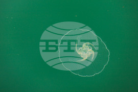 Бургас - Черно море - медузи