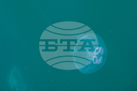 Бургас - Черно море - медузи