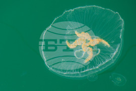 Бургас - Черно море - медузи