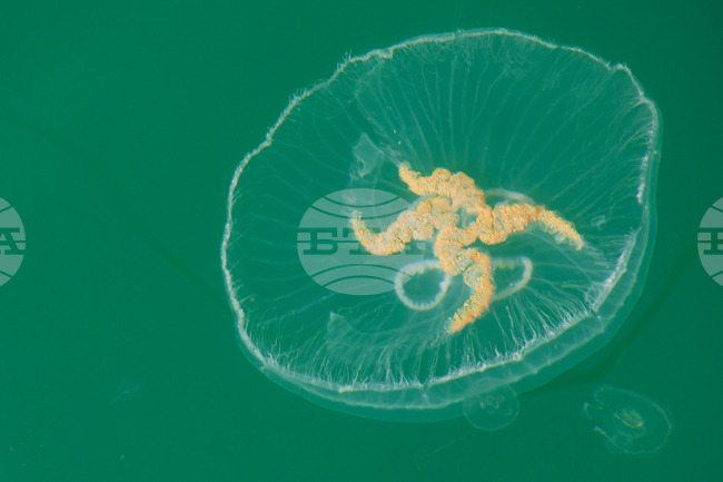 Бургас - Черно море - медузи 