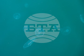 Бургас - Черно море - медузи