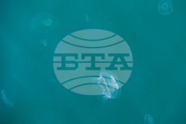 Бургас - Черно море - медузи