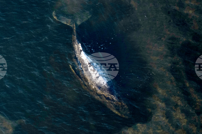 Germany Denmark Whale