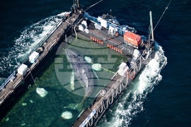 Germany Denmark Whale