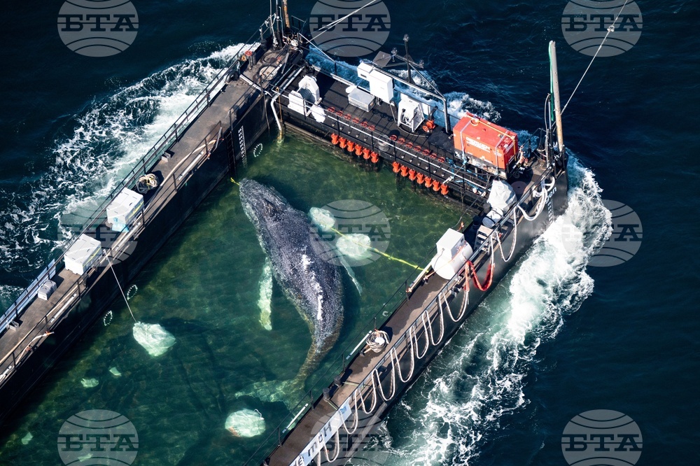 Germany Denmark Whale