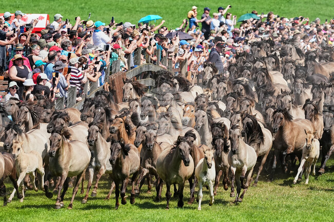 Germany Wild Horses