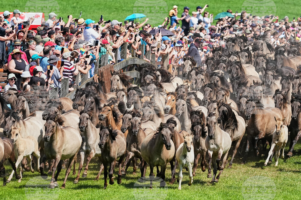 Germany Wild Horses