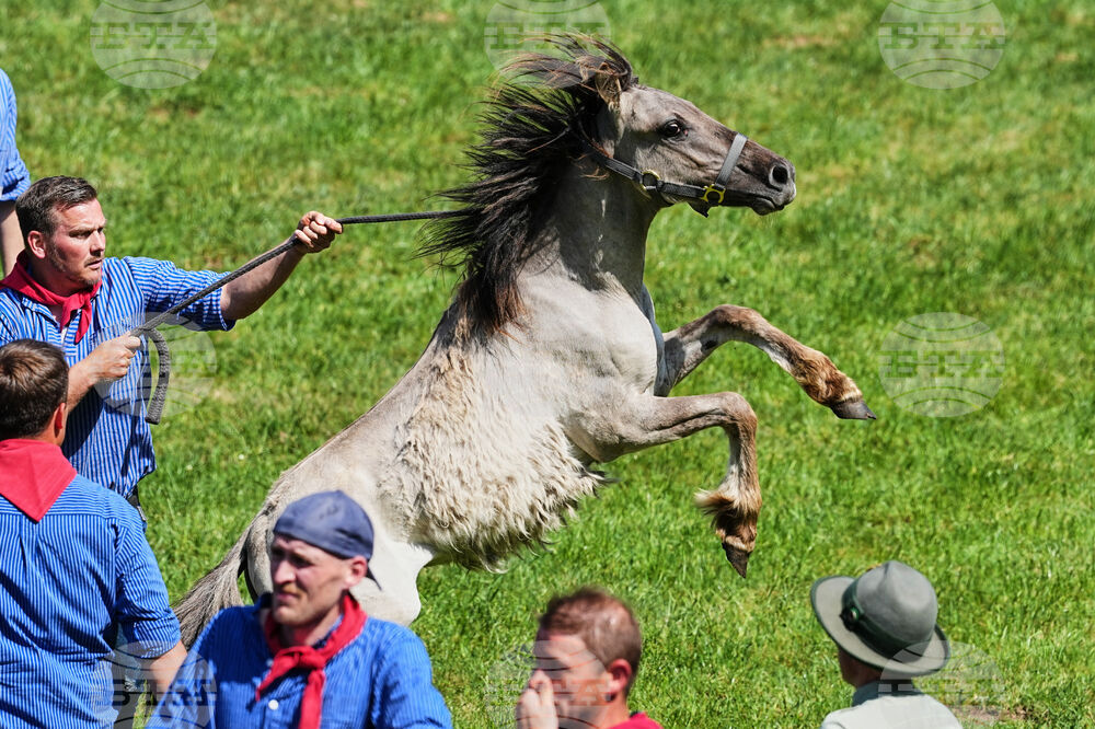 Germany Wild Horses