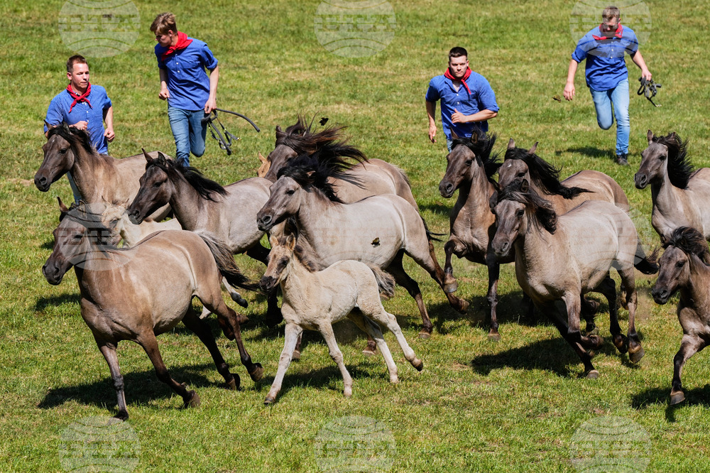 Germany Wild Horses