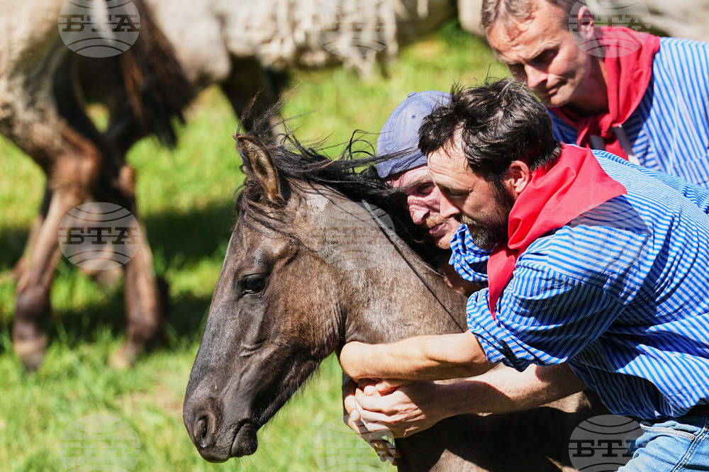 Germany Wild Horses