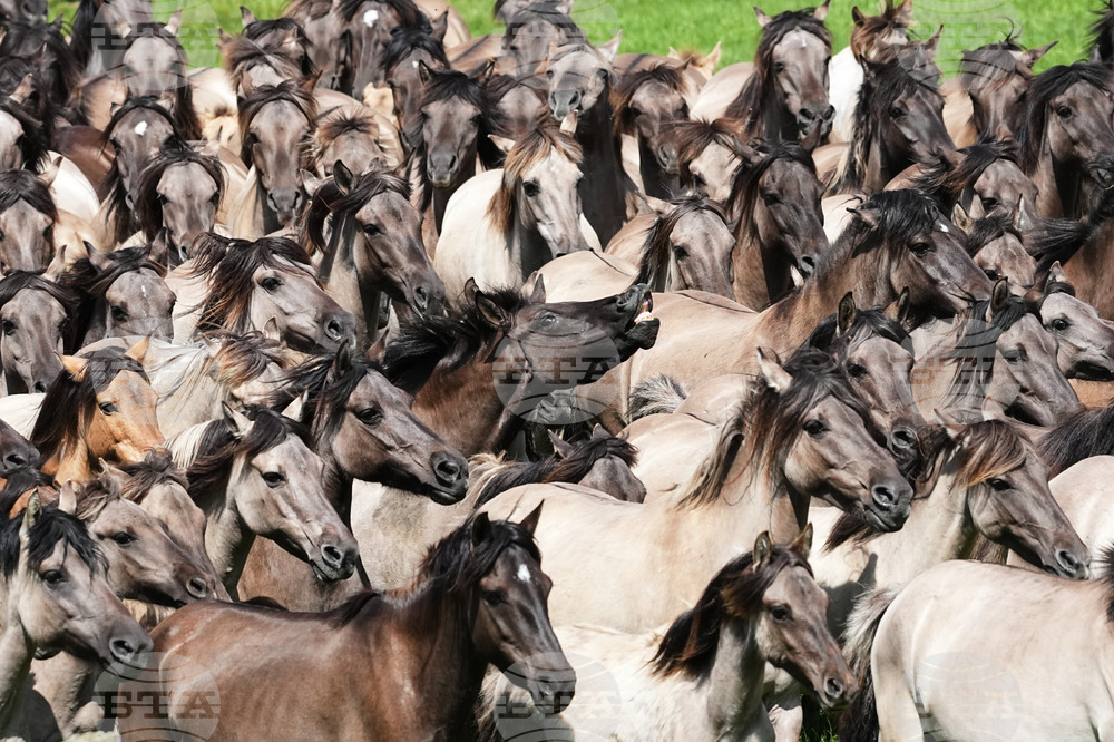 Germany Wild Horses