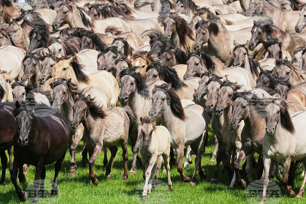 Germany Wild Horses