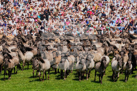 Germany Wild Horses