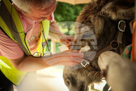 APTOPIX France Donkey Therapy