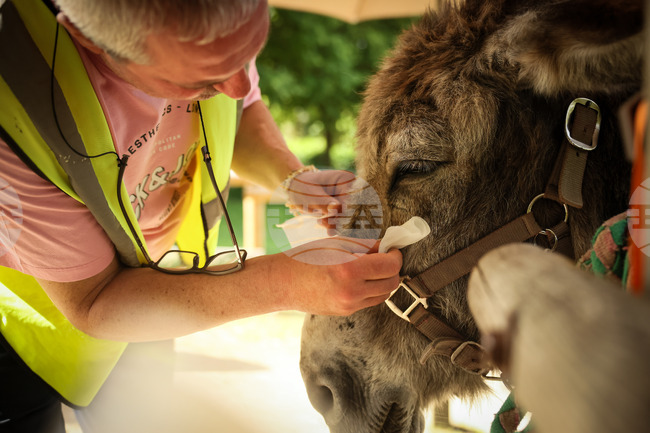 APTOPIX France Donkey Therapy