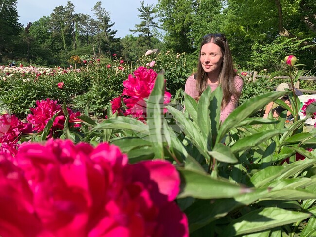 Peonies in Bloom