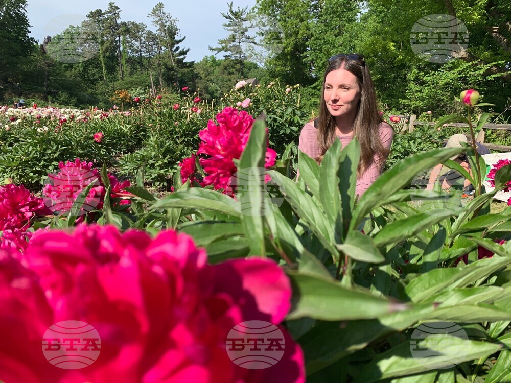 Peonies in Bloom