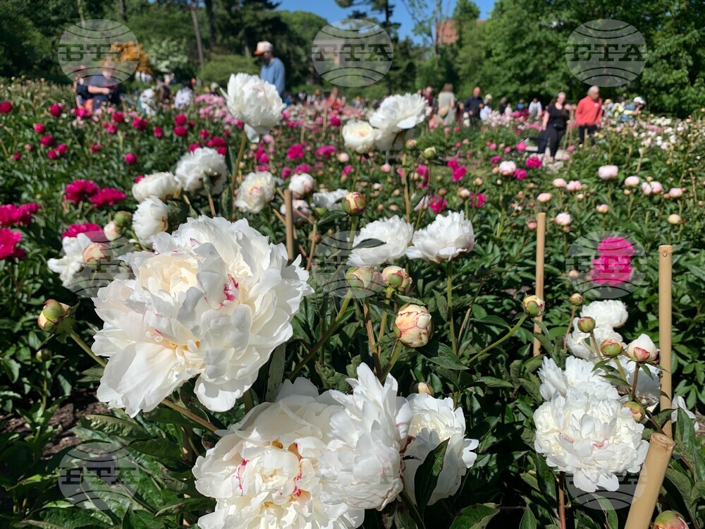 Peonies in Bloom