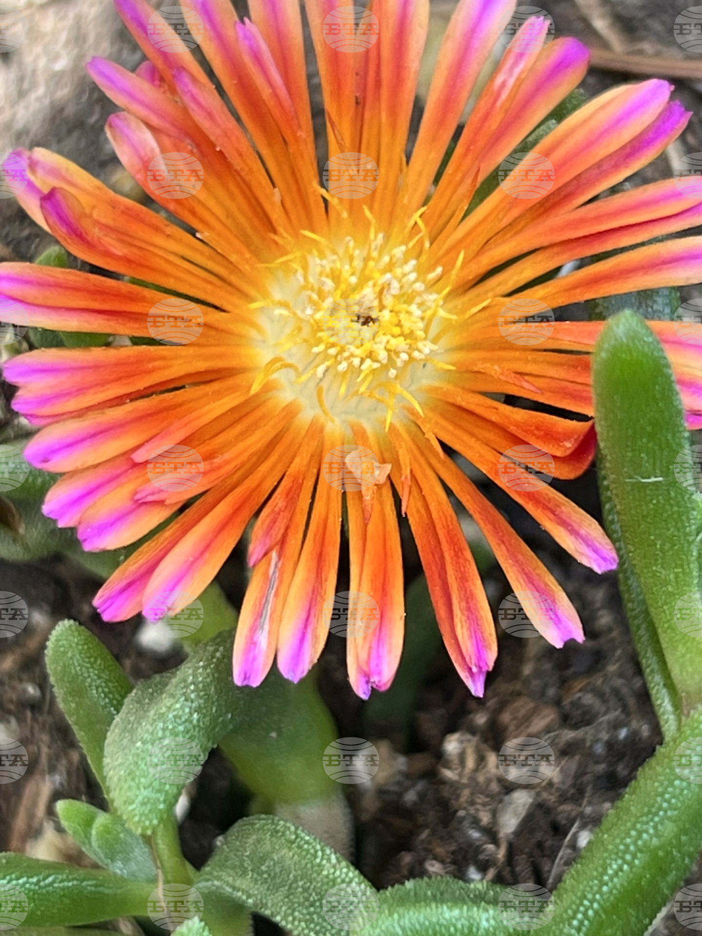 Gardening-Heat-Tolerant Flowers