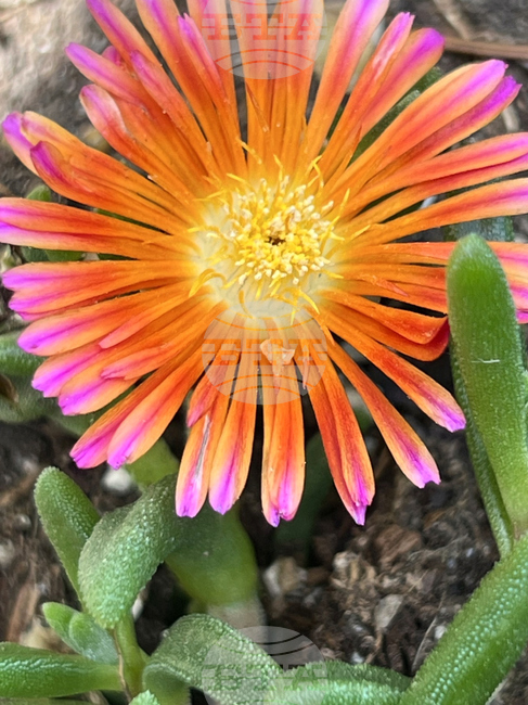 Gardening-Heat-Tolerant Flowers