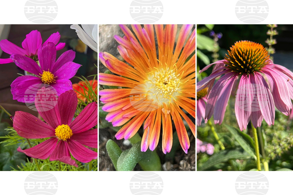 Gardening-Heat-Tolerant Flowers